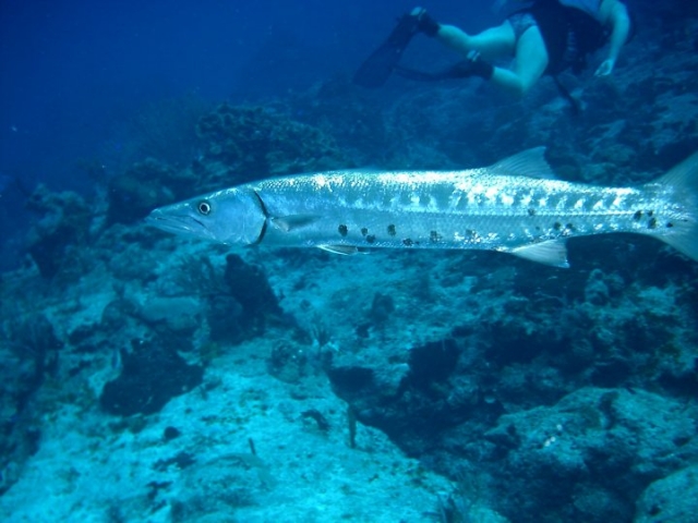 Barracuda cozumel